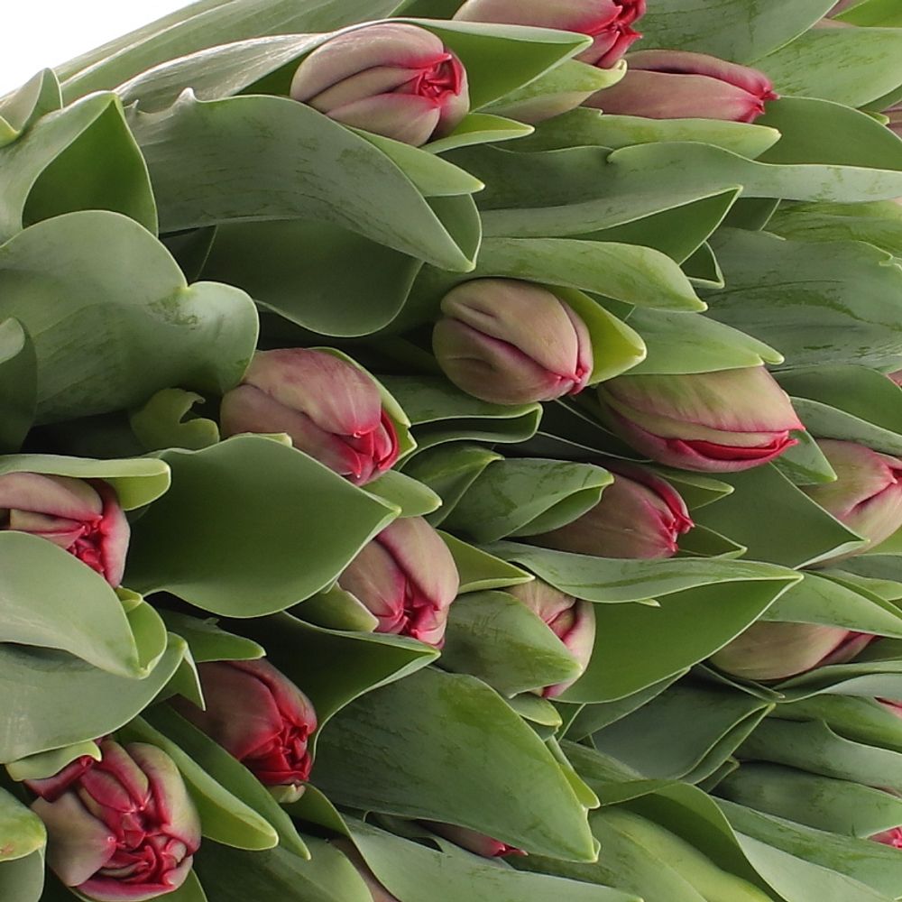 Tulpe rot/lila doppel Presto 28 Gramm