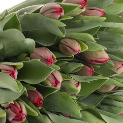 Tulpe rot/lila doppel Presto 28 Gramm