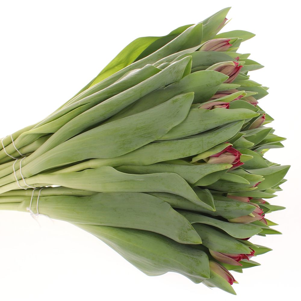 Tulpe rot/lila doppel Presto 28 Gramm
