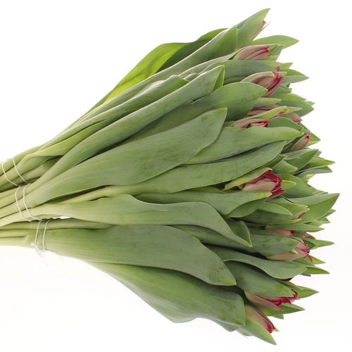 Tulpe rot/lila doppel Presto 28 Gramm