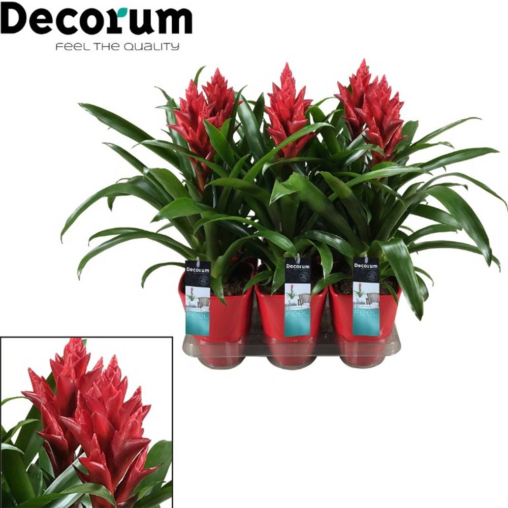 Guzmania rot Patricia Keramik T14 H40
