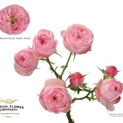 Rose verzweigt hell rosa Mansfield Pink Park 50cm