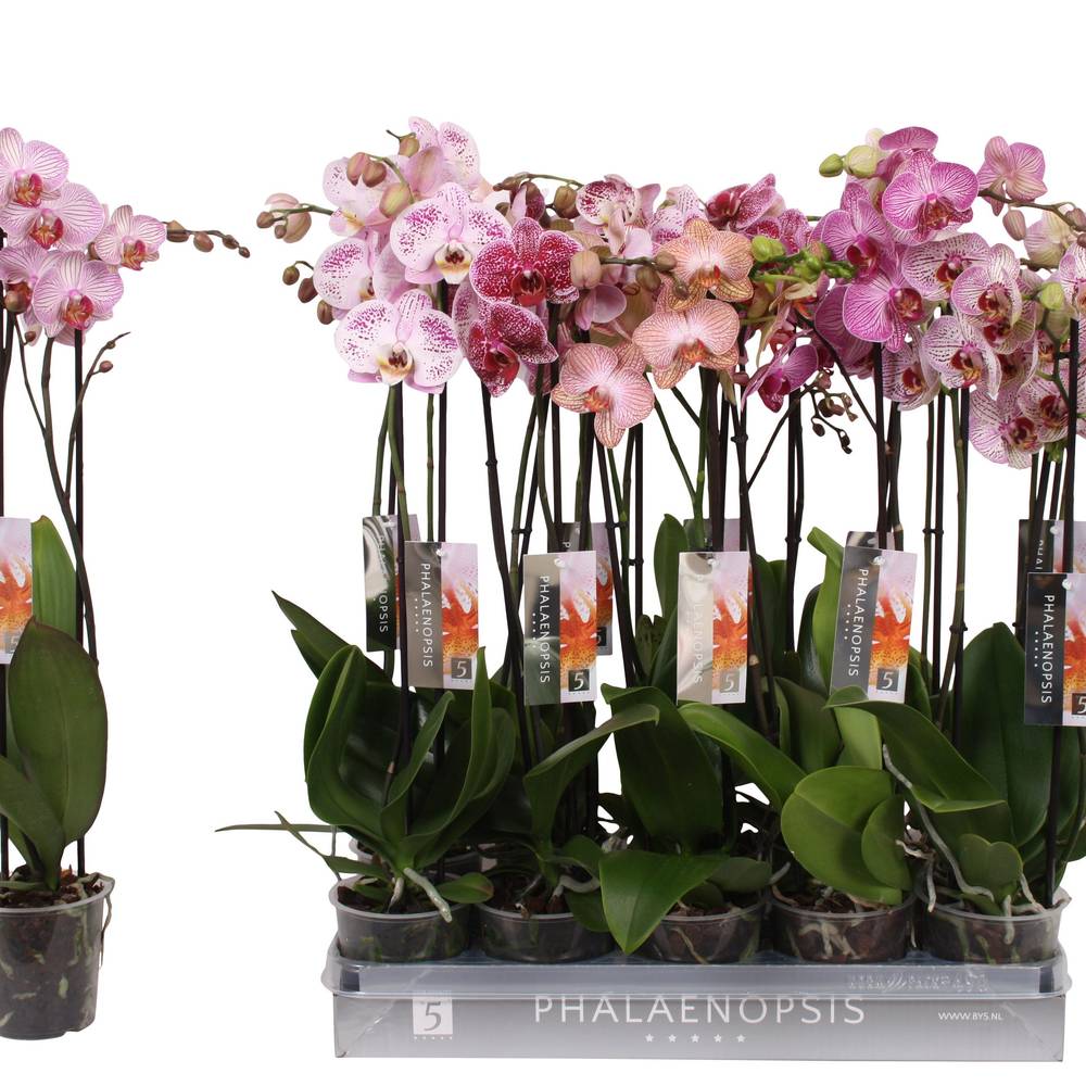 Phal.2-R mix Specialty T12 H060