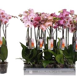 Phal.2-R mix Specialty T12 H060