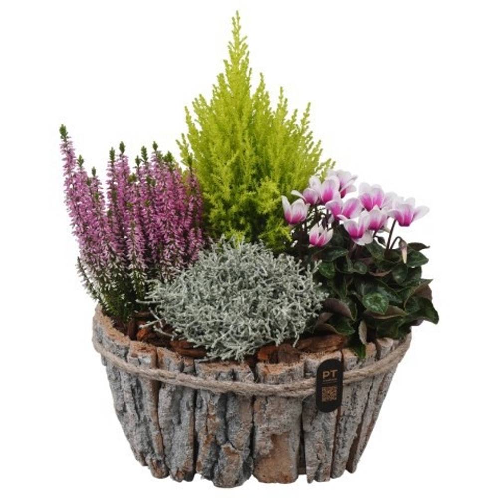 Garten.Arr PTHO7667 Herbst T29 H041