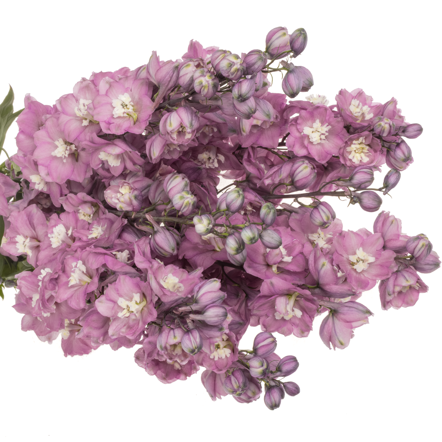Delphinium lila Rita 90cm
