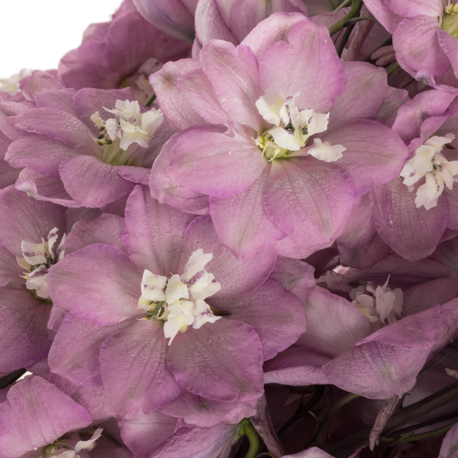 Delphinium lila Rita 90cm