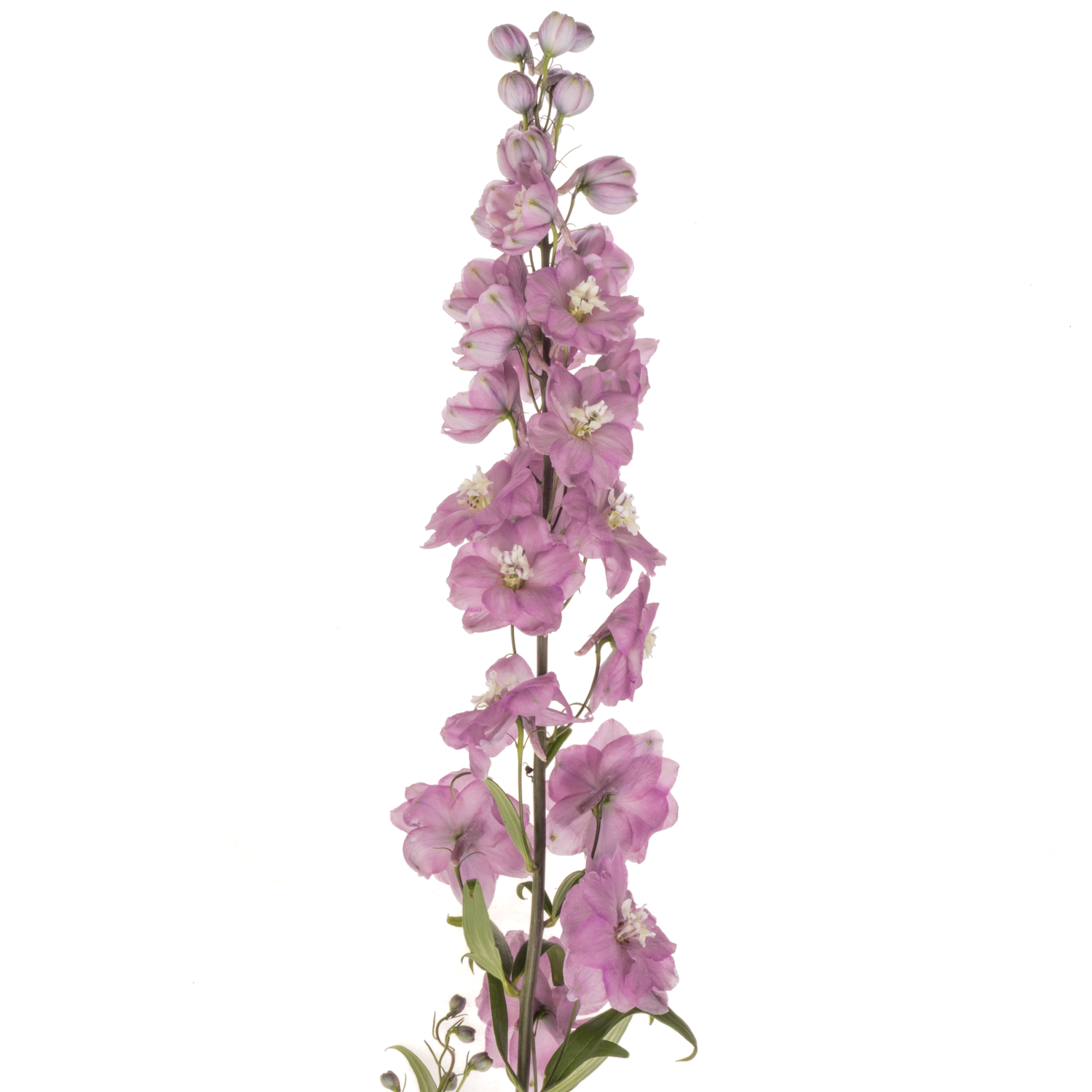 Delphinium lila Rita 90cm