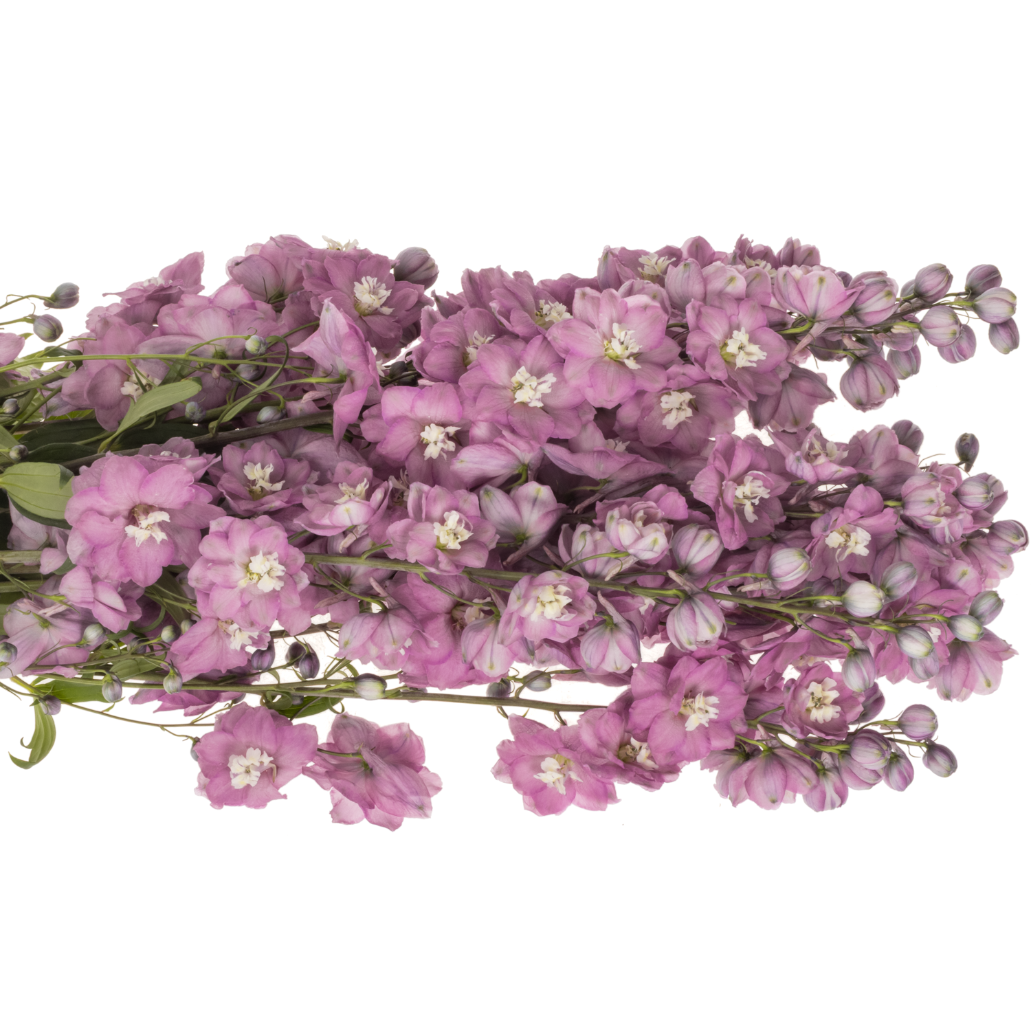 Delphinium lila Rita 90cm