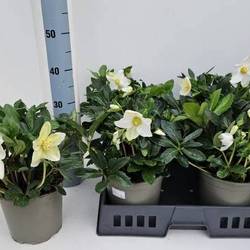 Helleborus Niger Happy Day T19 H035