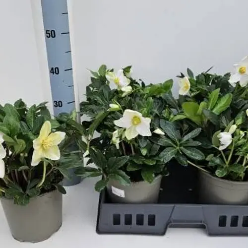 Helleborus Niger Happy Day T19 H035