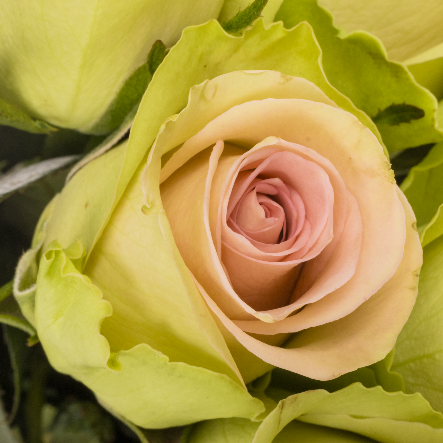 Rose hell rosa/hell grün Trivia 50cm