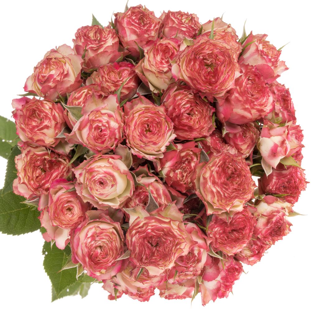 Rose verzweigt dunkel rosa/creme Eyeopener 7+Blüte 70cm