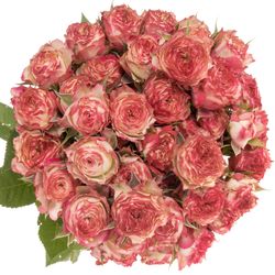 Rose verzweigt dunkel rosa/creme Eyeopener 7+Blüte 70cm