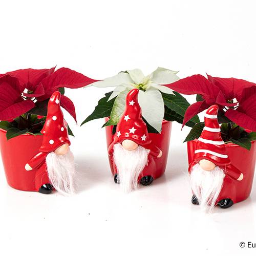 Poinsettia mix im Weihnachtstopf T06