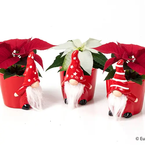 Poinsettia mix im Weihnachtstopf T06