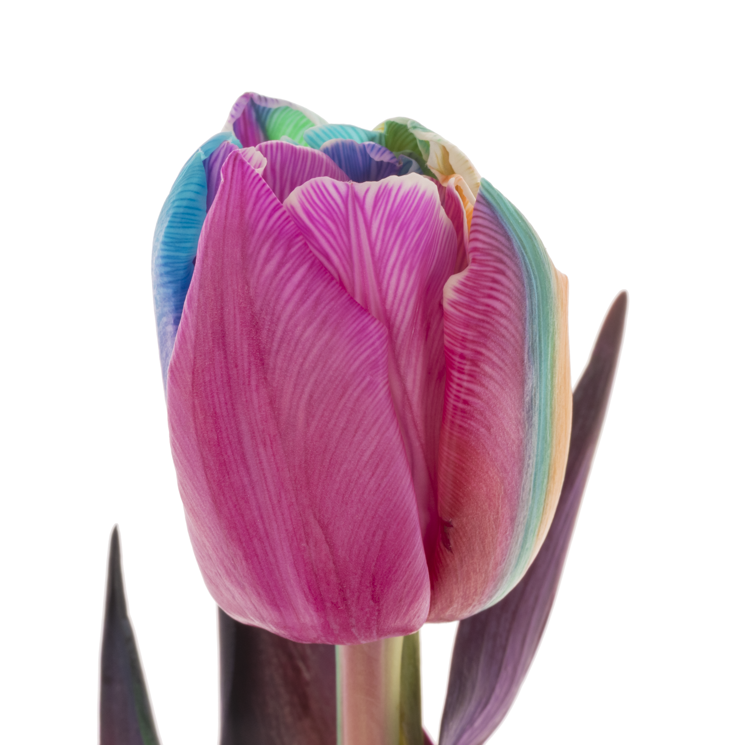 Tulpe Dobbel mix Rainbow gefärbt 34 Gramm