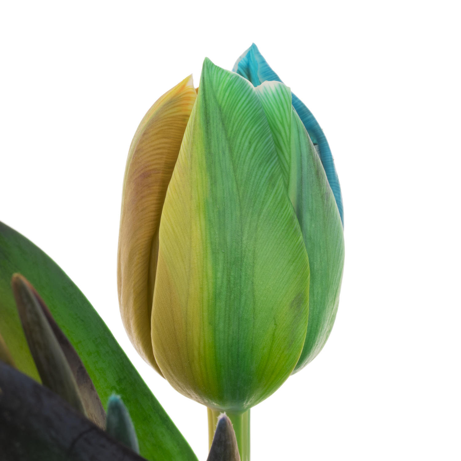 Tulpe Dobbel mix Rainbow gefärbt 34 Gramm