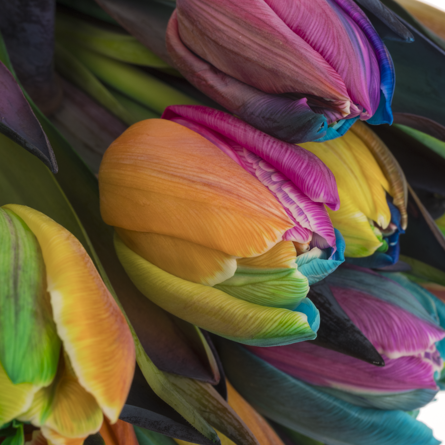 Tulpe Dobbel mix Rainbow gefärbt 34 Gramm