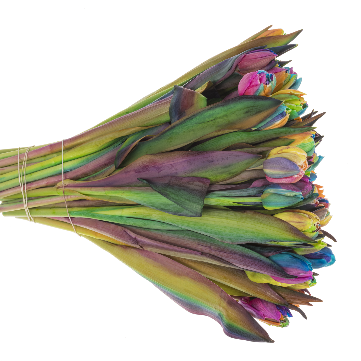 Tulpe Dobbel mix Rainbow gefärbt 34 Gramm