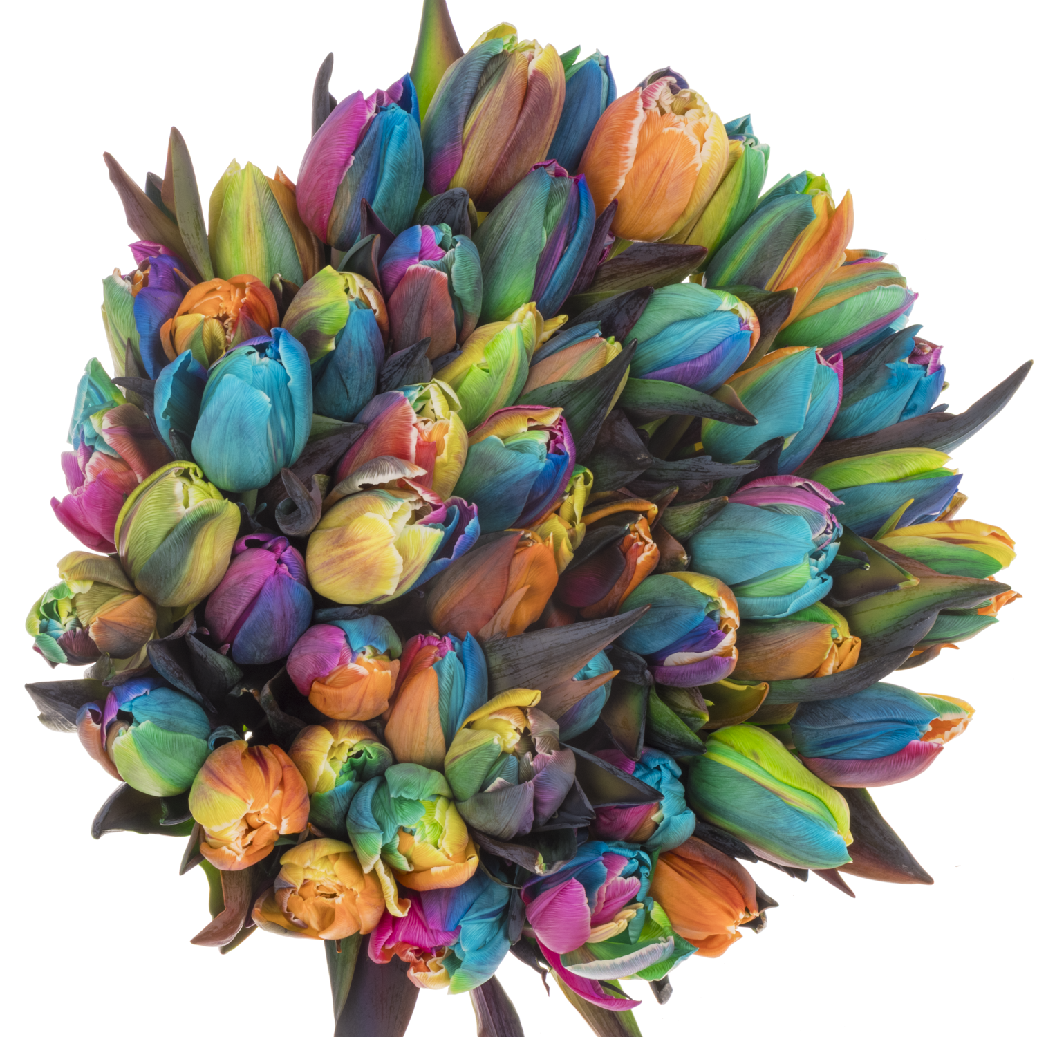 Tulpe Dobbel mix Rainbow gefärbt 34 Gramm