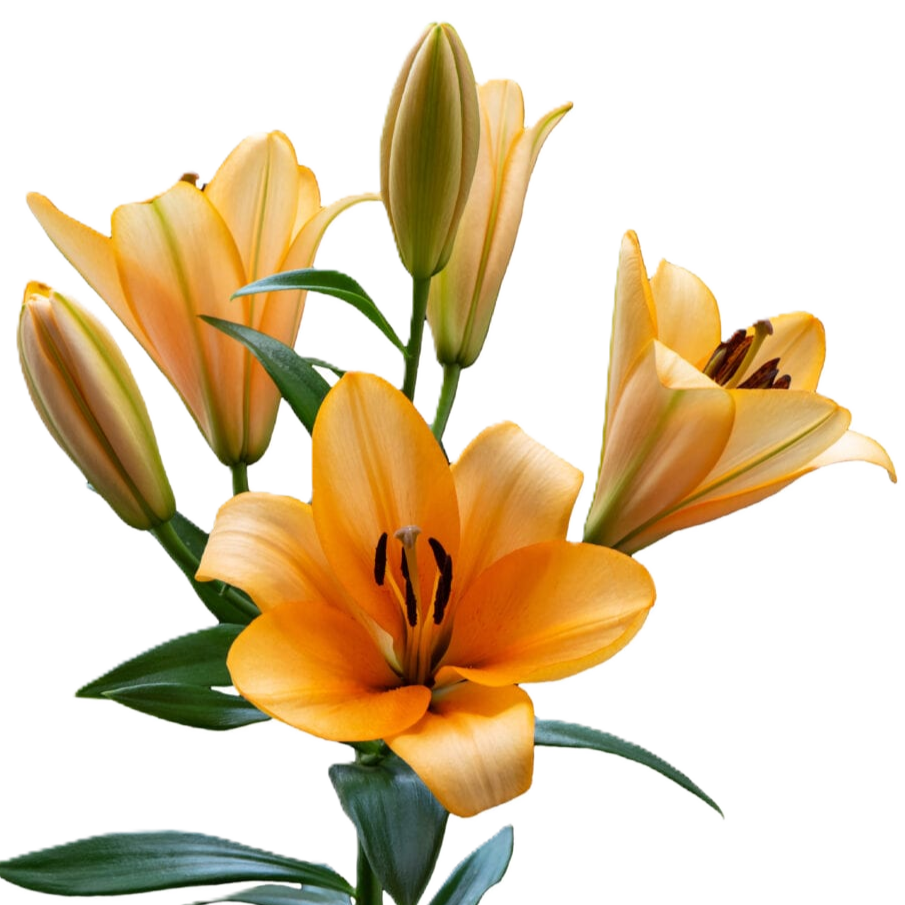 Lilie orientalisch orange Orange Emperor 5+ Blüte 80cm