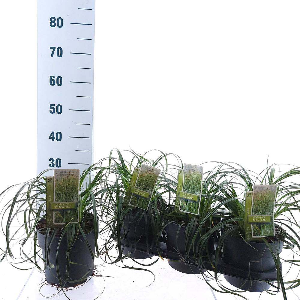 Carex Ribon Falls T19 H50
