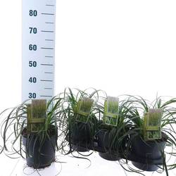 Carex Ribon Falls T19 H50
