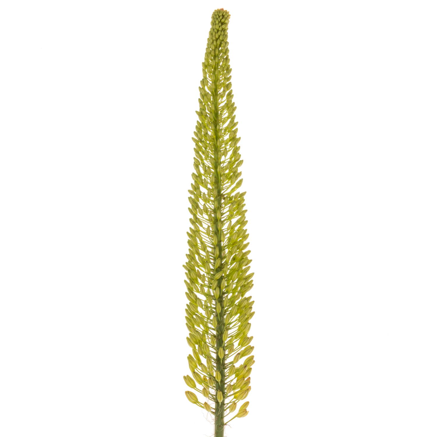 Eremurus gelb NL Bolero 90cm