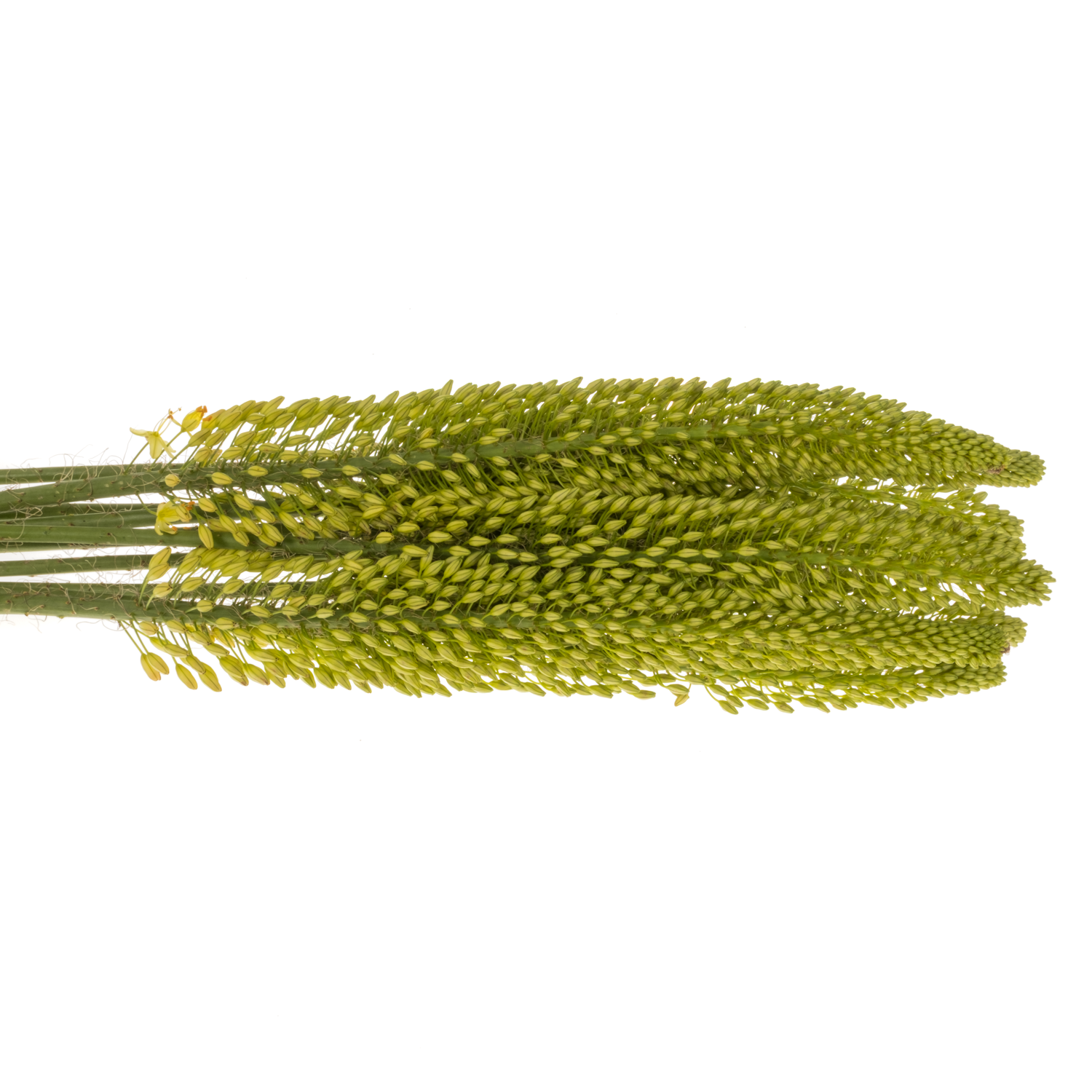 Eremurus gelb NL Bolero 90cm