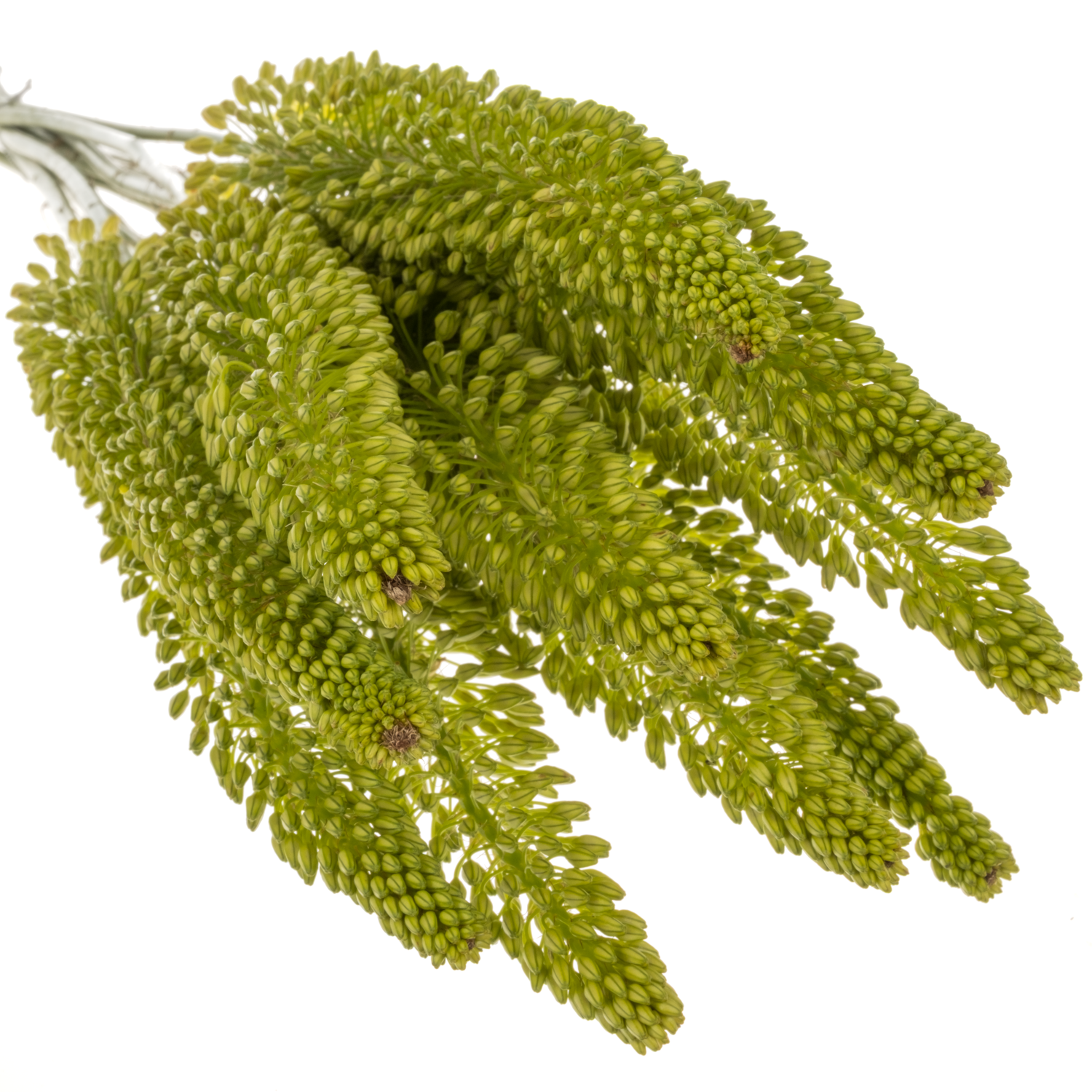 Eremurus gelb NL Bolero 90cm
