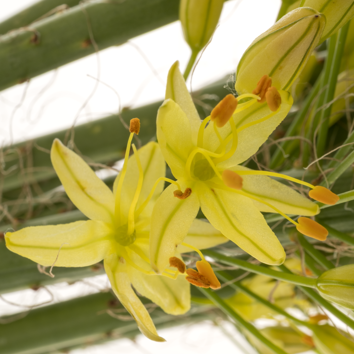 Eremurus gelb NL Bolero 90cm