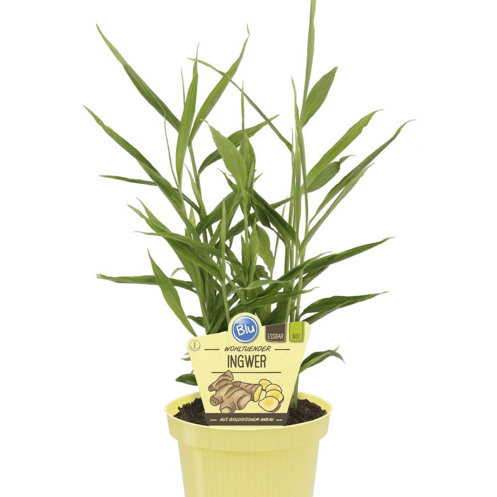 Bio Ingwer T12 H025