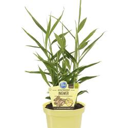 Bio Ingwer T12 H025