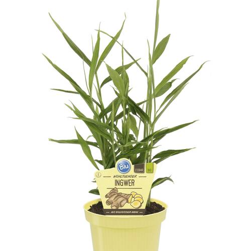 Bio Ingwer T12 H025