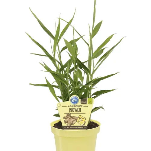 Bio Ingwer T12 H025