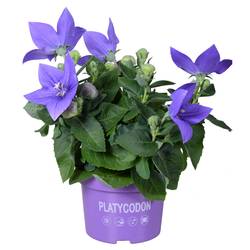 Platycodon blau Grand T13 H025