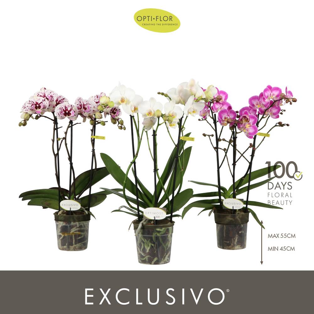 Phal.3-R Multiflora pastel mix T12 H045