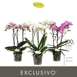 Phal.3-R Multiflora pastel mix T12 H045