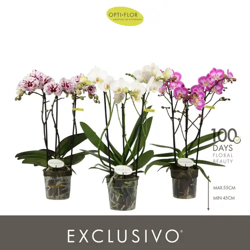 Phal.3-R Multiflora pastel mix T12 H045