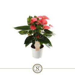 Anth.rosa Champion T12 H040