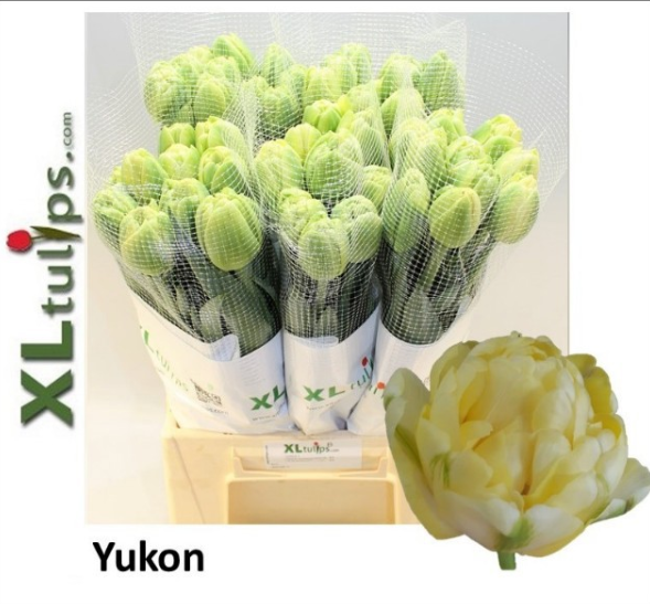 Franz.creme doppel yukon 60 Gramm 50cm