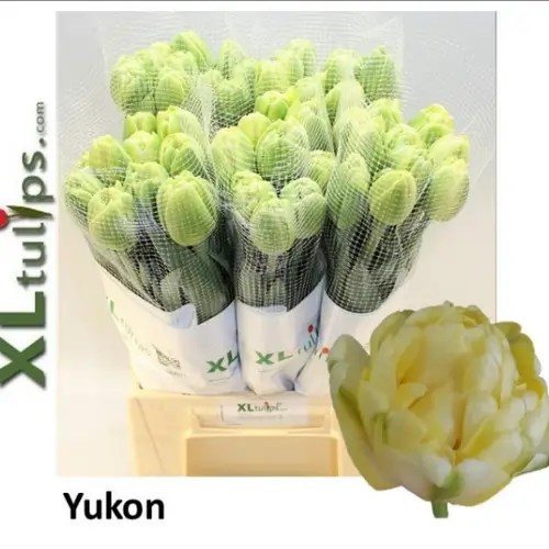 Franz.creme doppel yukon 60 Gramm 50cm