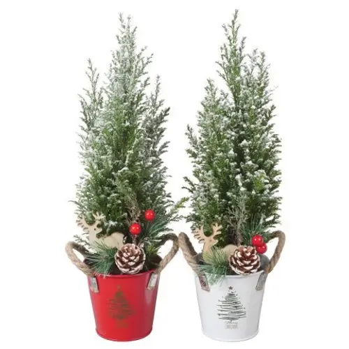 Chamaecyparis Ellwoodii mix Zink PTK25174 T09 H032