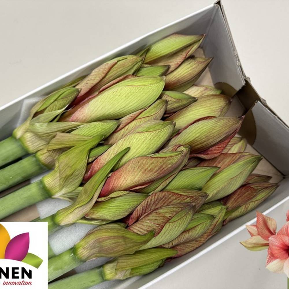 Amaryllis Krt.lachs-creme Bella Barbera x 10