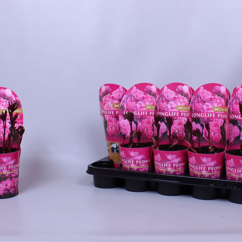 Paeonia rosa Longlife T12 H35