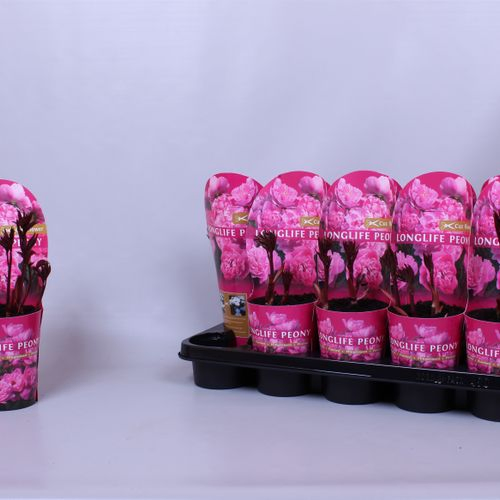 Paeonia rosa Longlife T12 H35