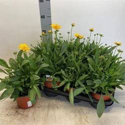 Coreopsis gelb Schnäpch. Von Uhr T14 H035