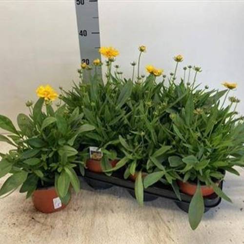 Coreopsis gelb Schnäpch. Von Uhr T14 H035