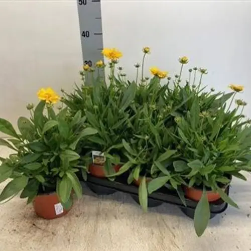 Coreopsis gelb Schnäpch. Von Uhr T14 H035